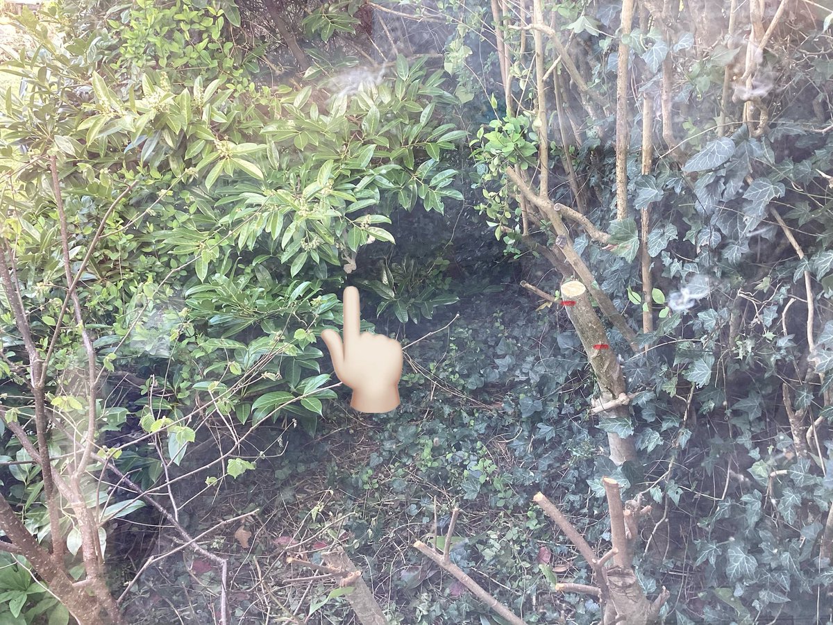 🐾 It's mees.....der Booboo 😻 tweet media