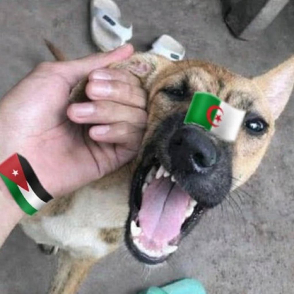 Ahmad Aleitan tweet media