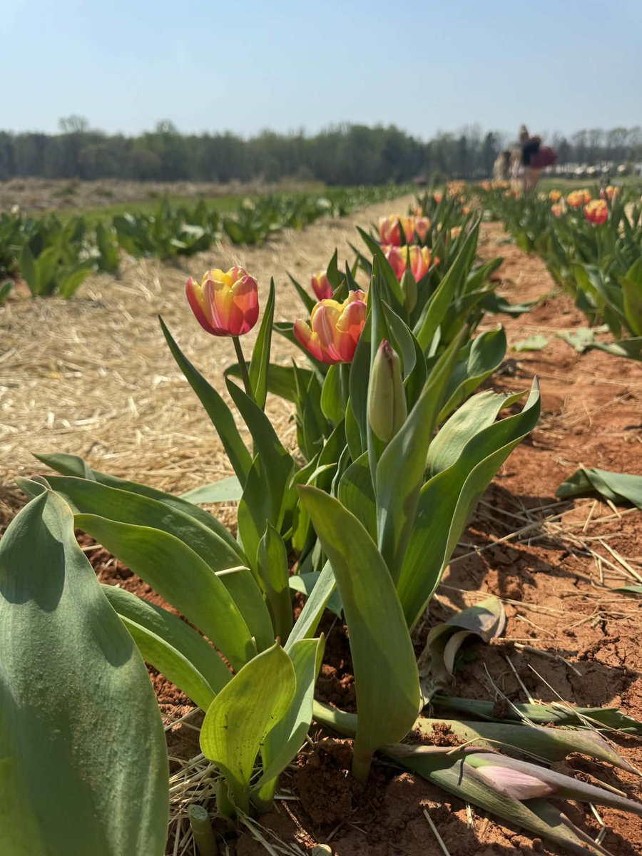 Patterson Farm, Inc. tweet media