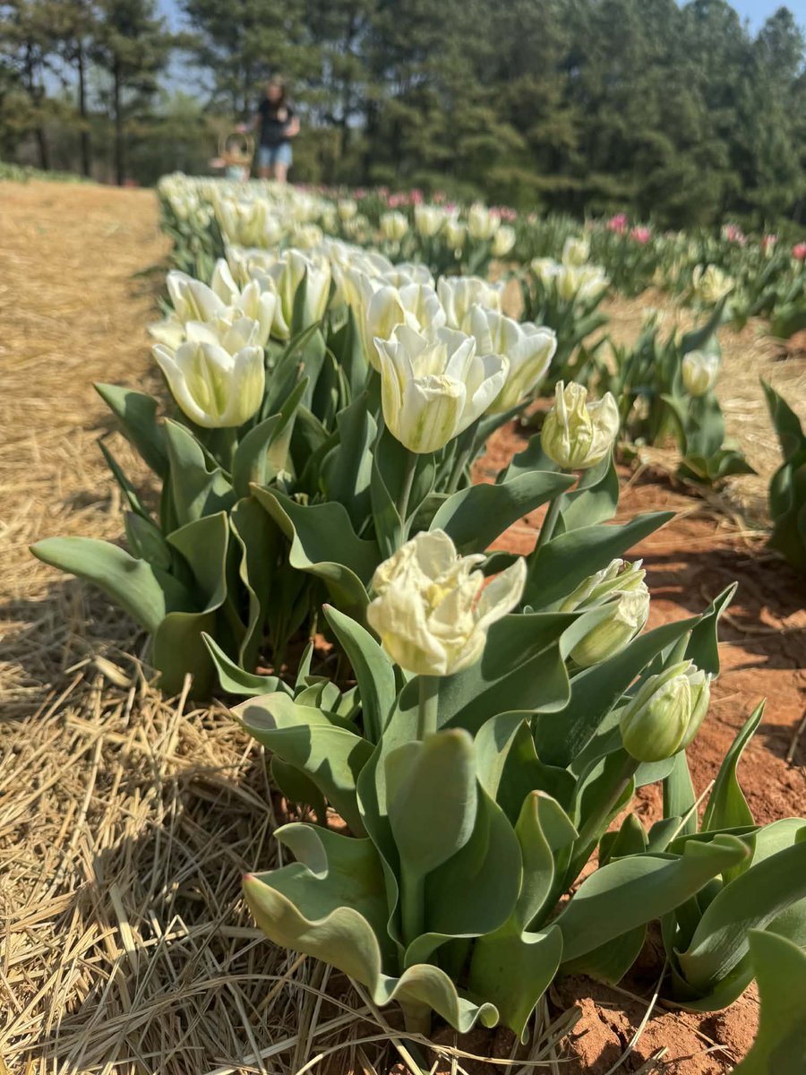 Patterson Farm, Inc. tweet media