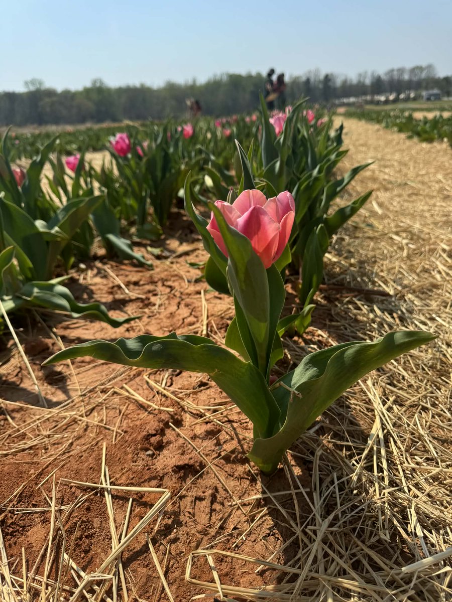 Patterson Farm, Inc. tweet media