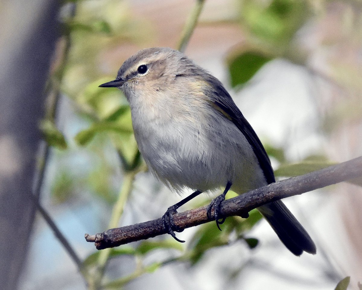 Red_Birder tweet media