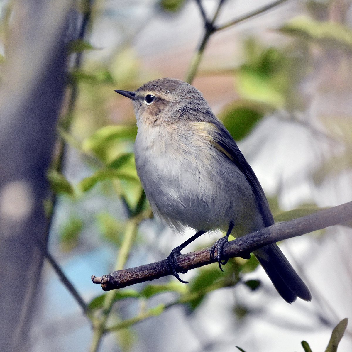 Red_Birder tweet media