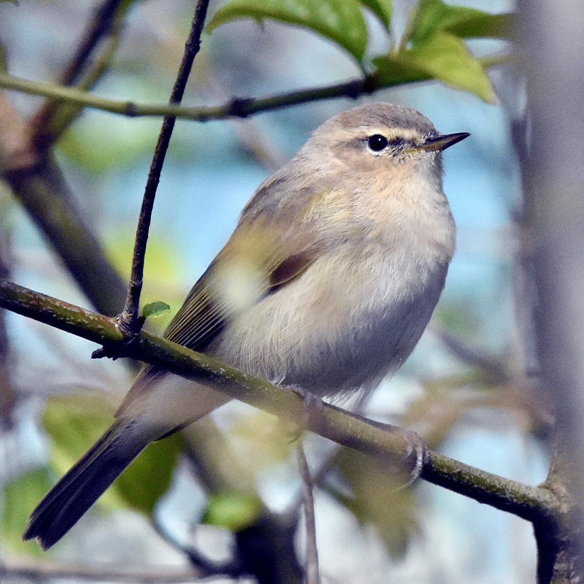 Red_Birder tweet media