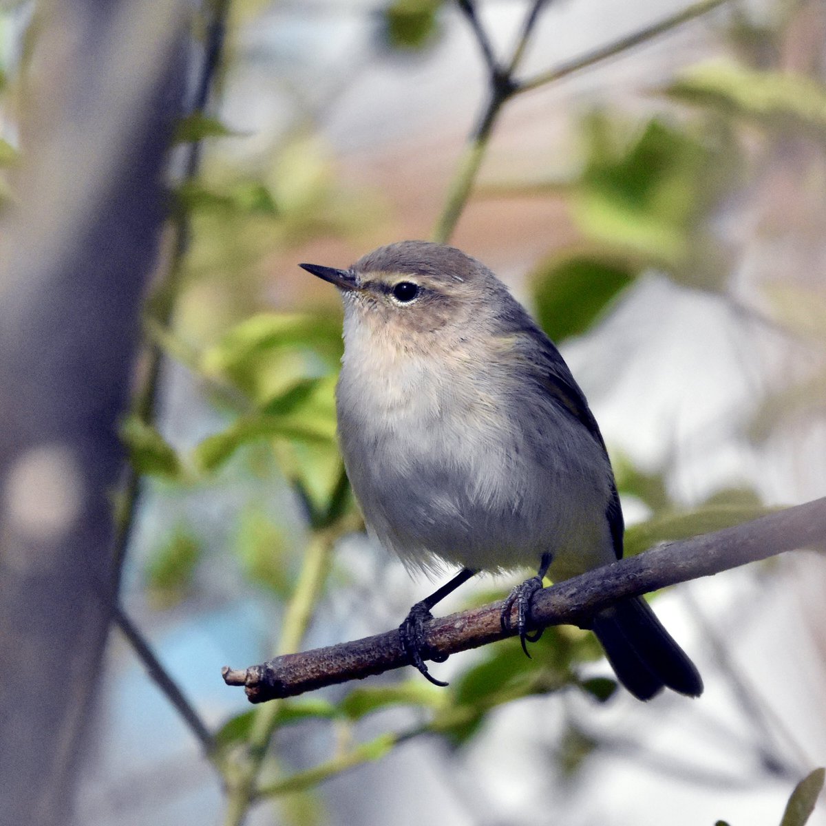 Red_Birder tweet media