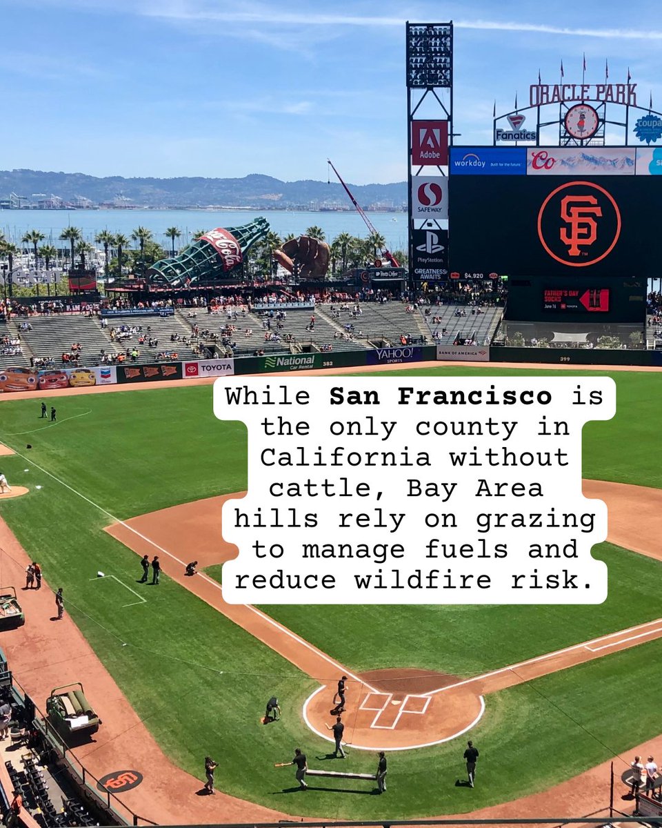 CalResilient's tweet photo. Celebrating #OpeningDay with one cow fact from each city home to California’s five MLB teams. ⚾️#ResilientCalifornia https://t.co/tYQBTrjbad