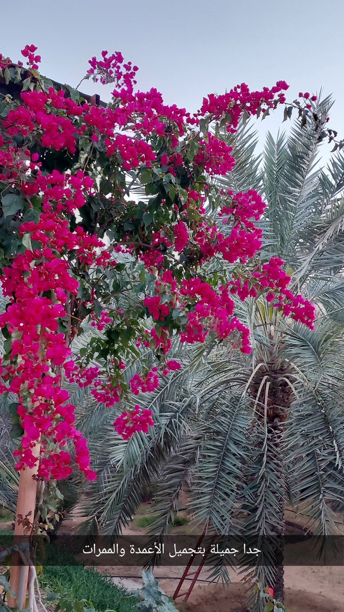 جوري tweet media