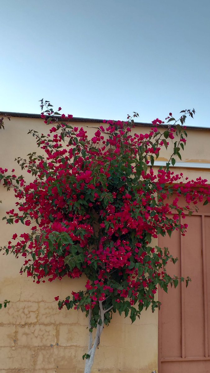 جوري tweet media