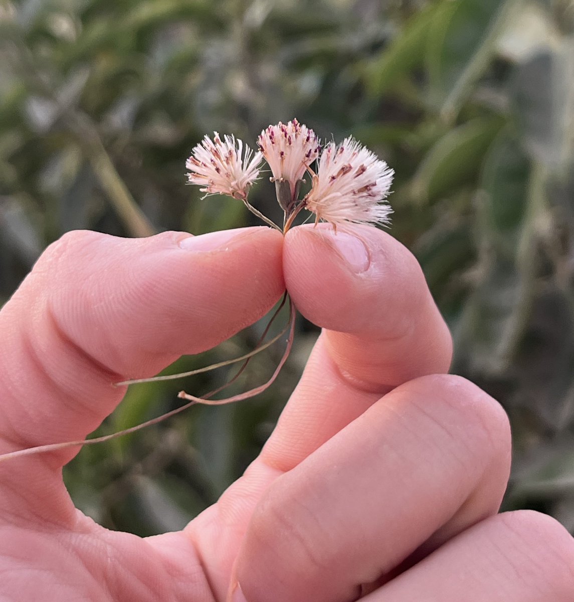 القط الاسود tweet media