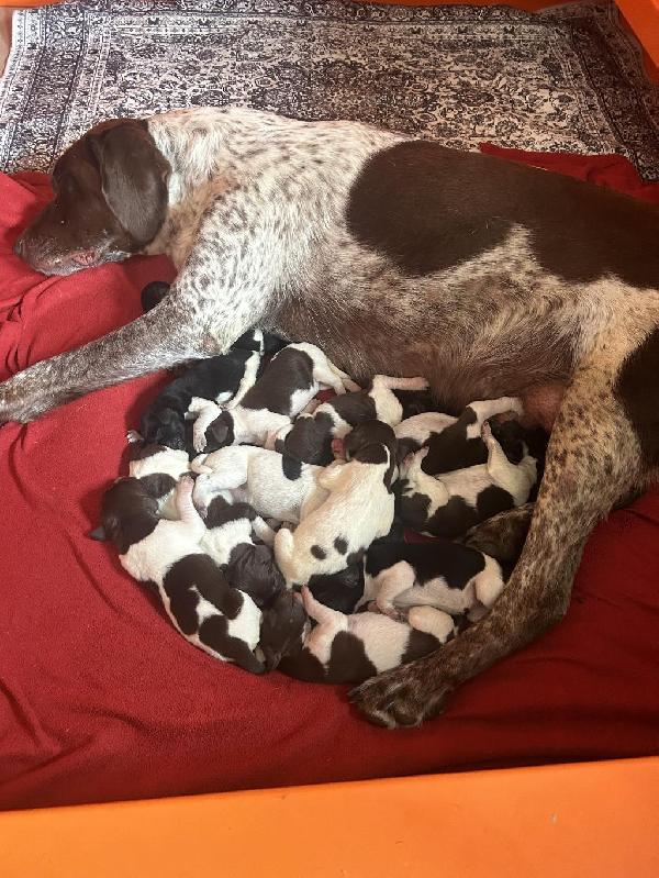 gundogcentral's tweet photo. GSP PUPPIES https://t.co/FSraJ0SQMU on https://t.co/qsZIB1oav7 #gundogcentral #birddogs #gundogs https://t.co/BC6vbwcRq8