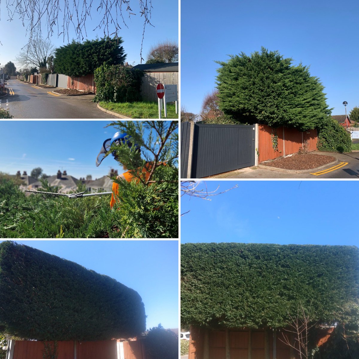 Masons Tree Surgery tweet media