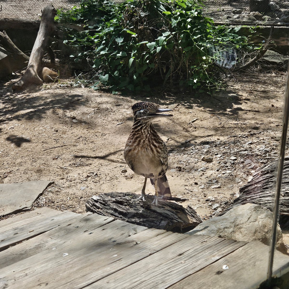 Lil_Sprootle tweet media