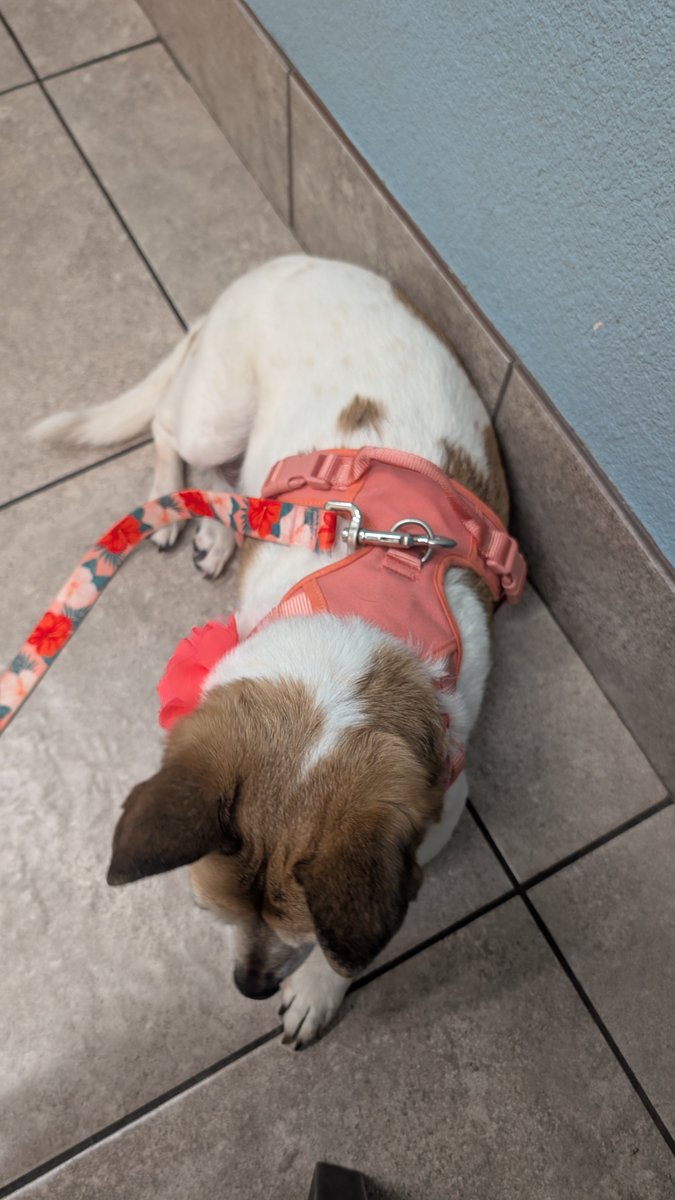 Elden Lord Metal Kat 𒉭 tweet media