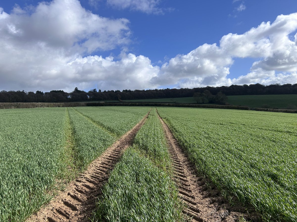 JamesWhatty's tweet photo. Helix Cornwall crops looking a picture. Wheat has received 40m2 of slurry to save a bit of bagged stuff this year. Barley had its final dose of N today for the season…… Ongoing Messium and N trials over a large scale among many planned this year. Always learning! https://t.co/NCuoZHDUoq