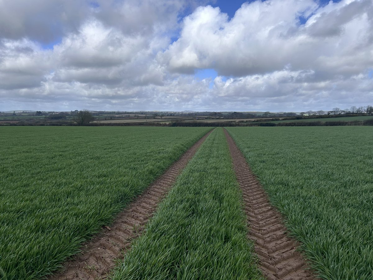 JamesWhatty's tweet photo. Helix Cornwall crops looking a picture. Wheat has received 40m2 of slurry to save a bit of bagged stuff this year. Barley had its final dose of N today for the season…… Ongoing Messium and N trials over a large scale among many planned this year. Always learning! https://t.co/NCuoZHDUoq