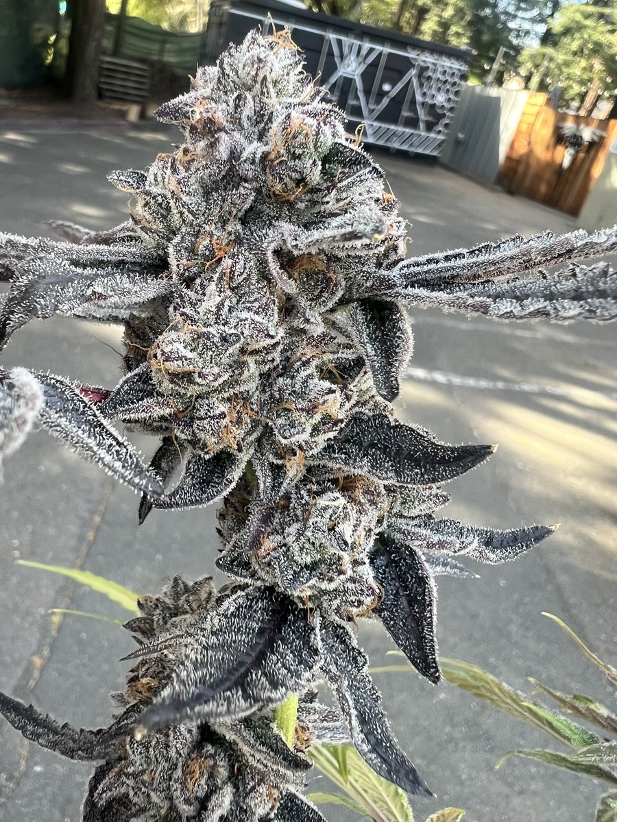 Ben_grows tweet media