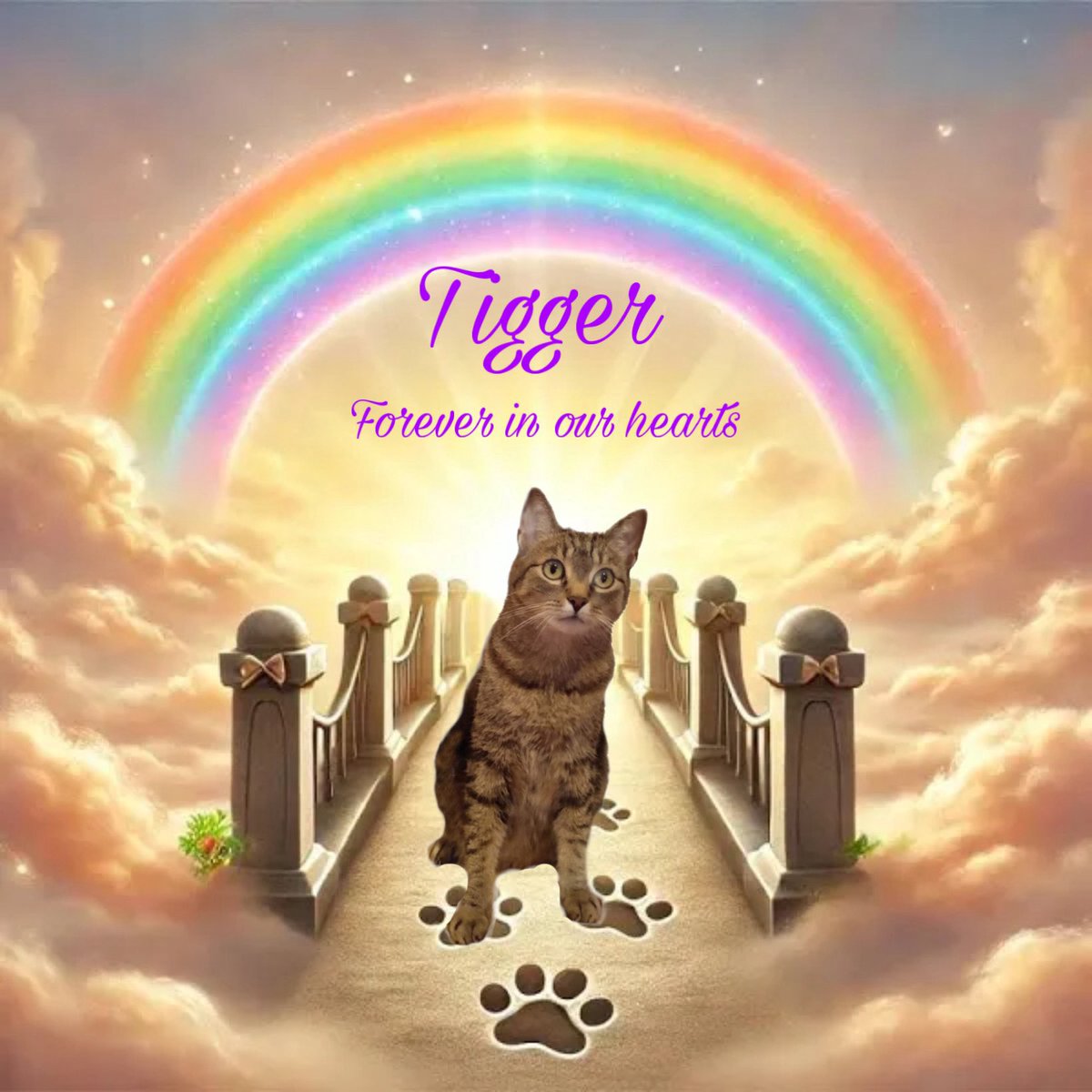 Tessie 💙 RIP Olly 🐾 Forever ♥️ for my Tigger🌈 tweet media