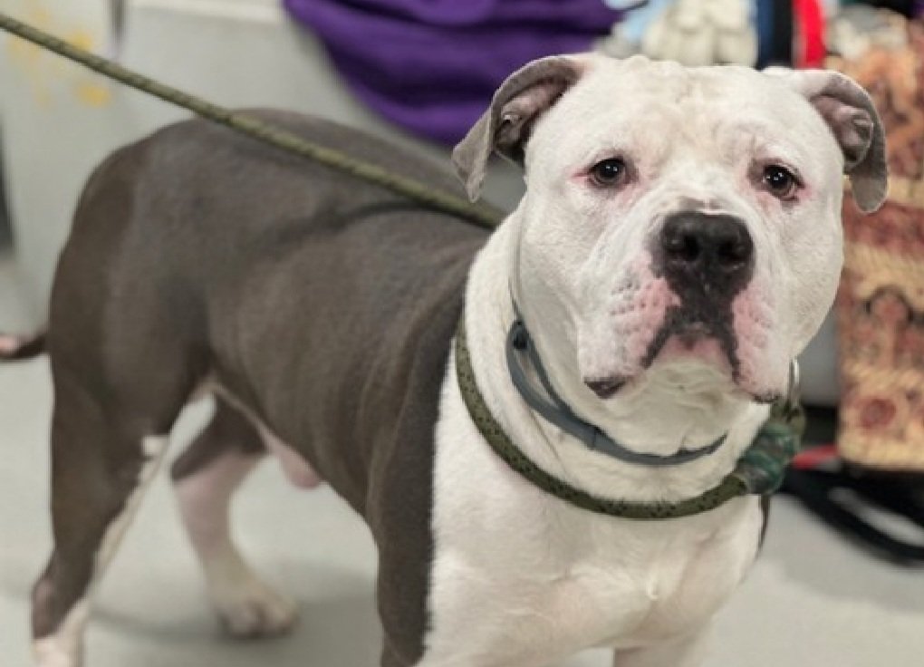 Julie🌻🐾 tweet media