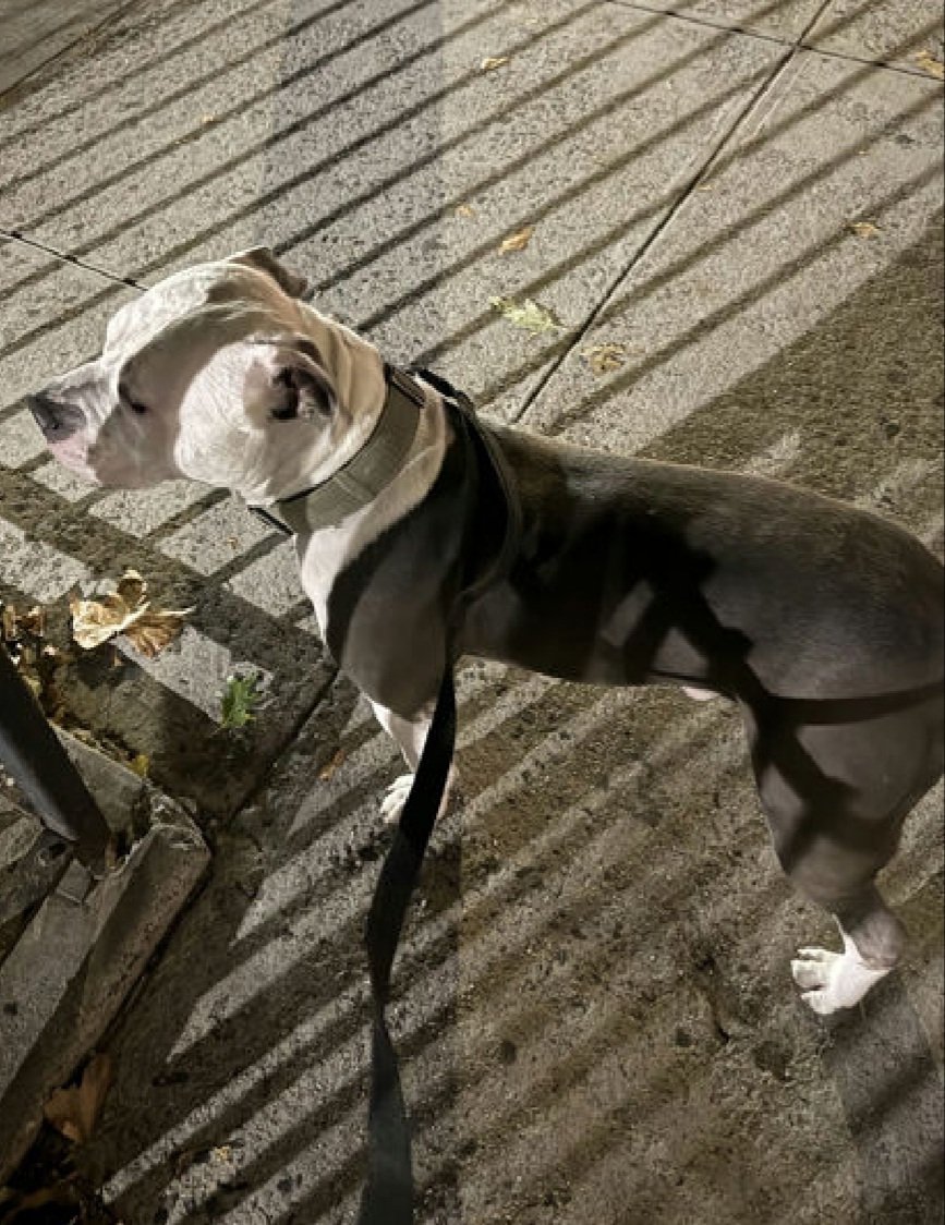 Julie🌻🐾 tweet media