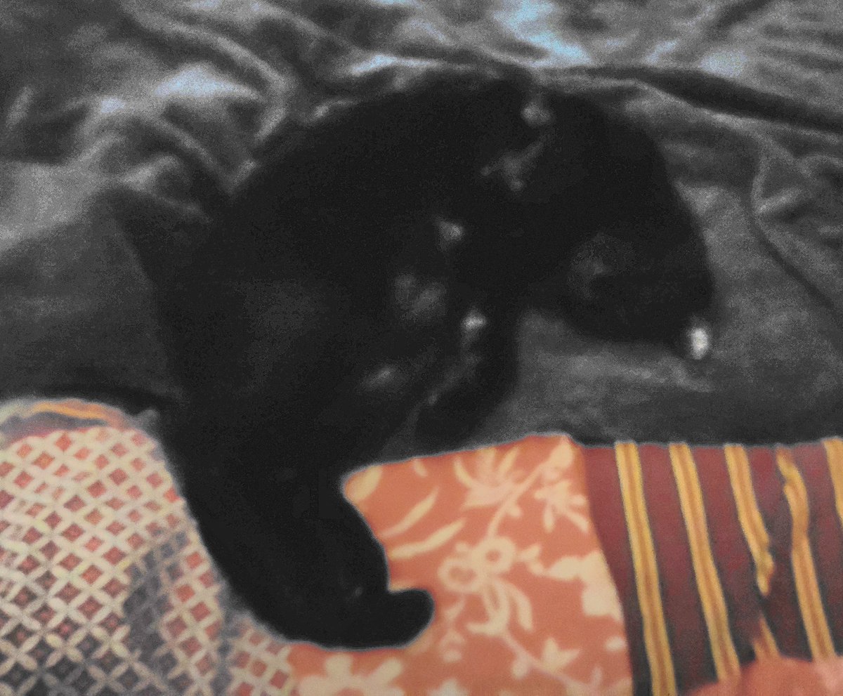 🧡 🕯🖤Comète♂️ Peps 🌟& Trixie 🌟⛄🌴 tweet media