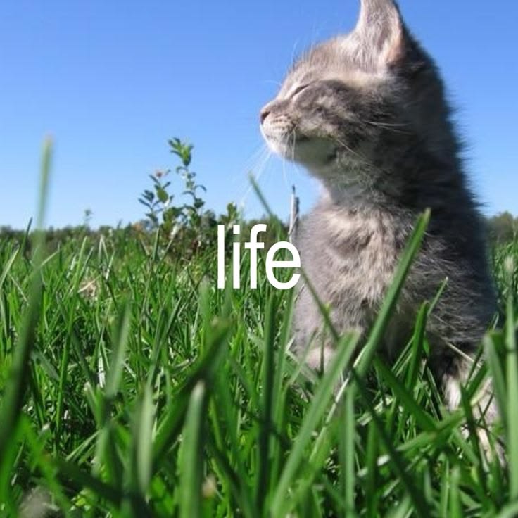 x - astro٠࣪⭑⁸¹ tweet media