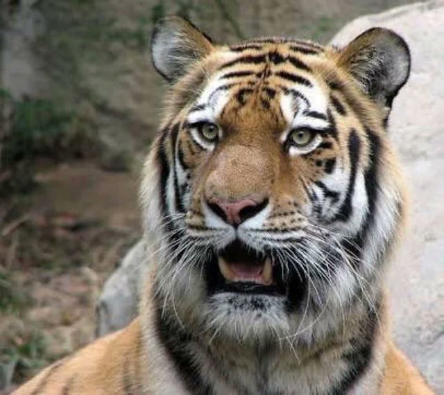 Troll Football tweet media