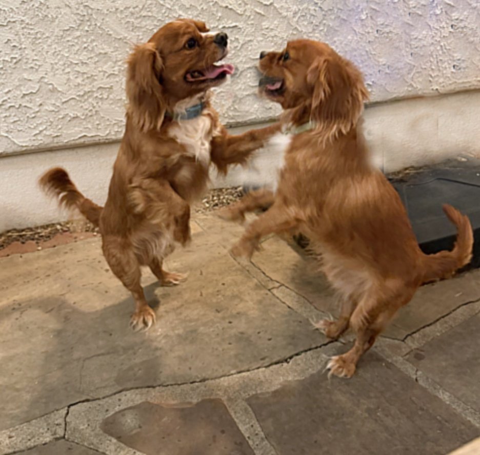 Cavalier Rescue USA tweet media