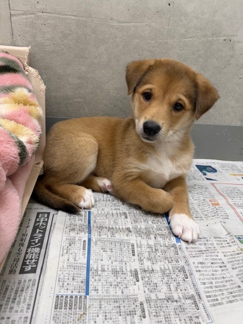 ただの猫ゃで tweet media