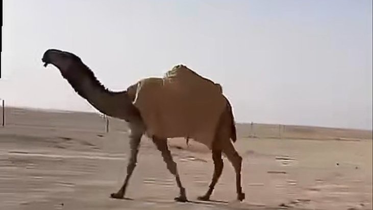 بندر العتيبي tweet media