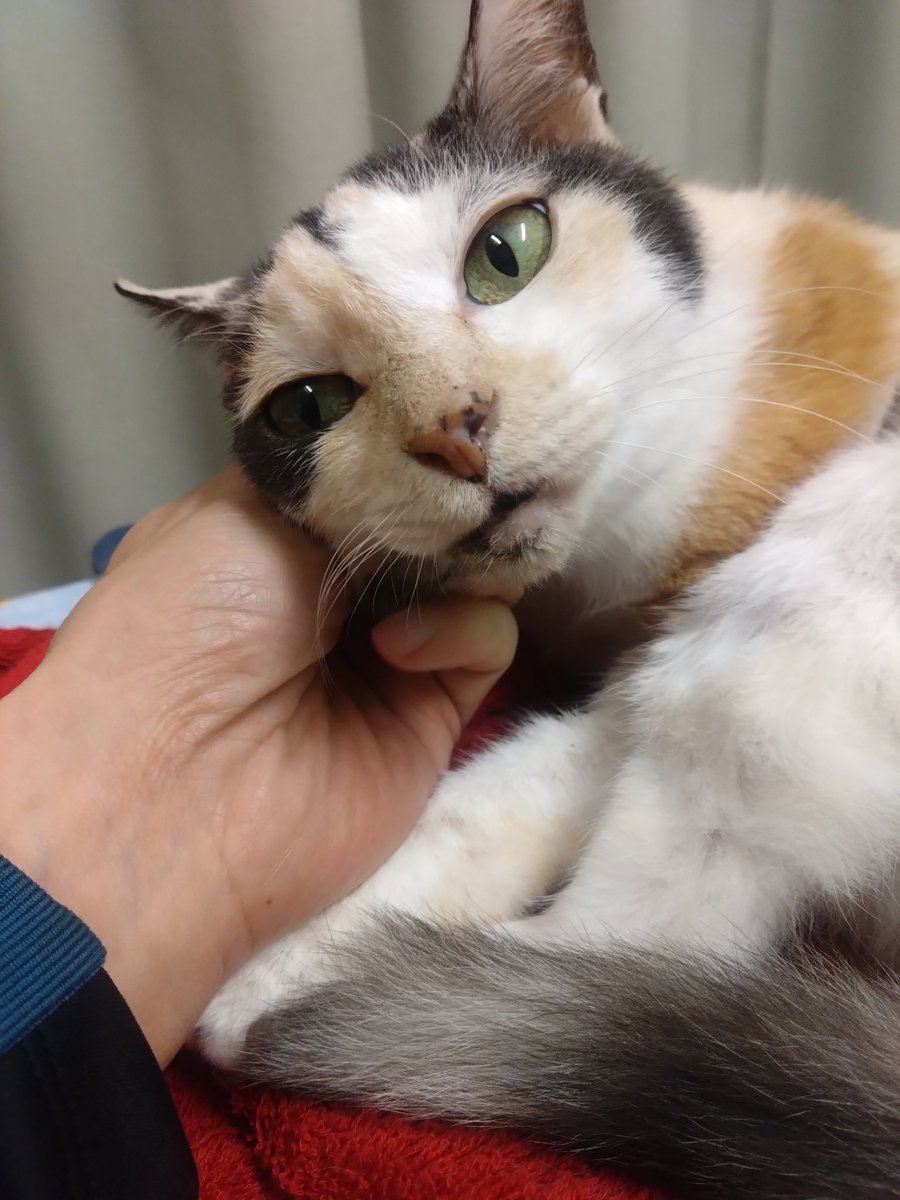 ミケちゃん tweet media