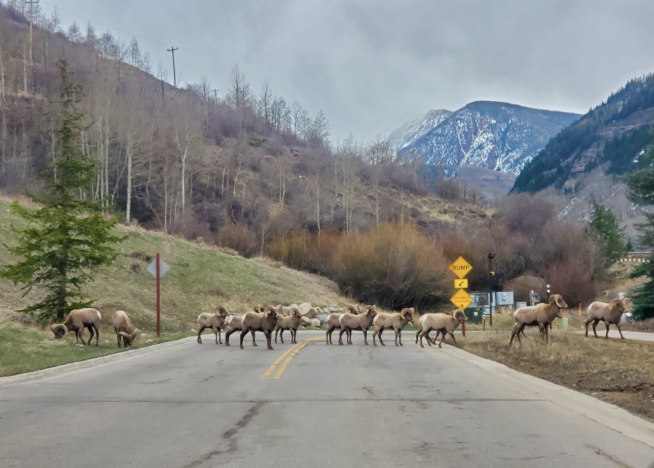 Vail Government tweet media