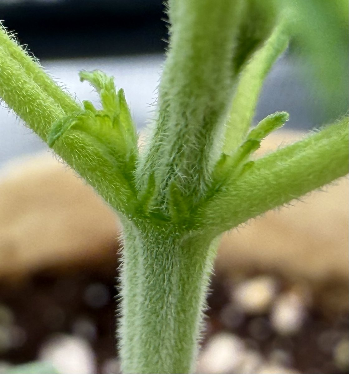 Daniel-san tweet media