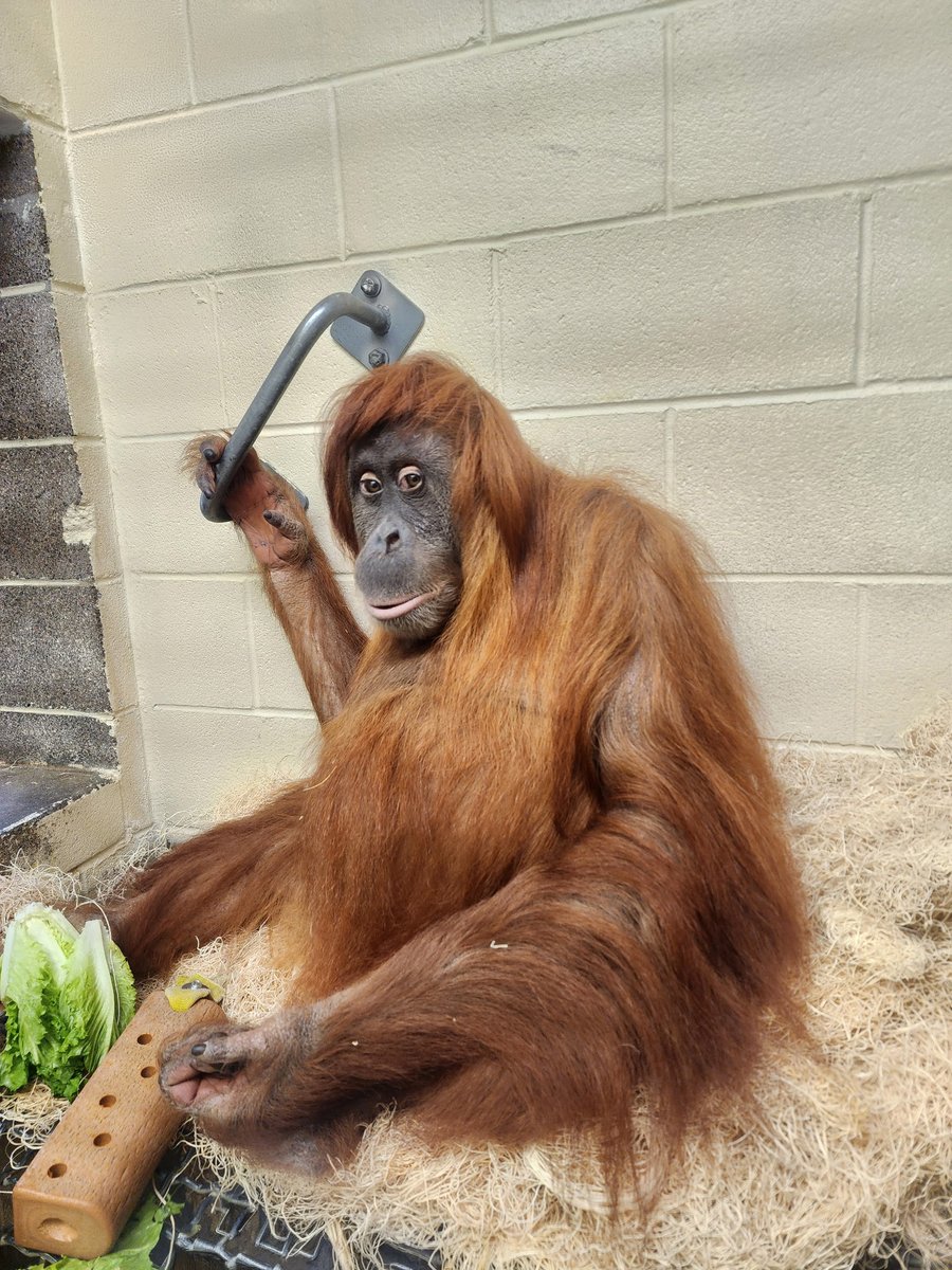 Denver Zoo Conservation Alliance tweet media