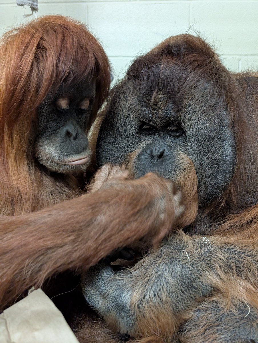 Denver Zoo Conservation Alliance tweet media