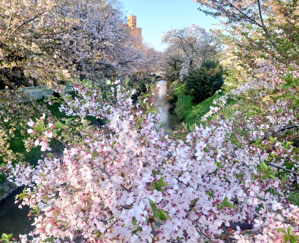 あいさんの旦那 tweet media