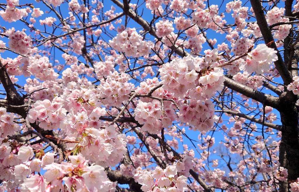 あいさんの旦那 tweet media