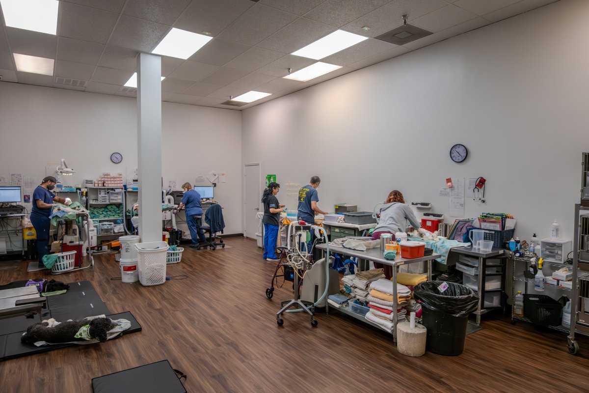 Texas Litter Control is now hiring! Visit our iHireVeterinary site for more details! Check us out if you would like to join our team and make a difference!
WE ARE NOT CORPORATE!
Locations:  Houston Memorial, Spring, Humble and Tomball
ihireveterinary.com/.../texas-litt…
Competitive Pay, PTO,