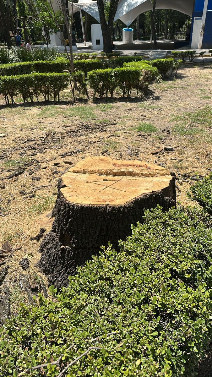 Sof Vélez tweet media