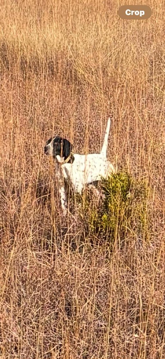 gundogcentral's tweet photo. CROSSWIND JIM MALE PUP. https://t.co/iYkpE4NZlq on https://t.co/qsZIB1oav7 #gundogcentral #birddogs #gundogs https://t.co/jvNRLHr7FH