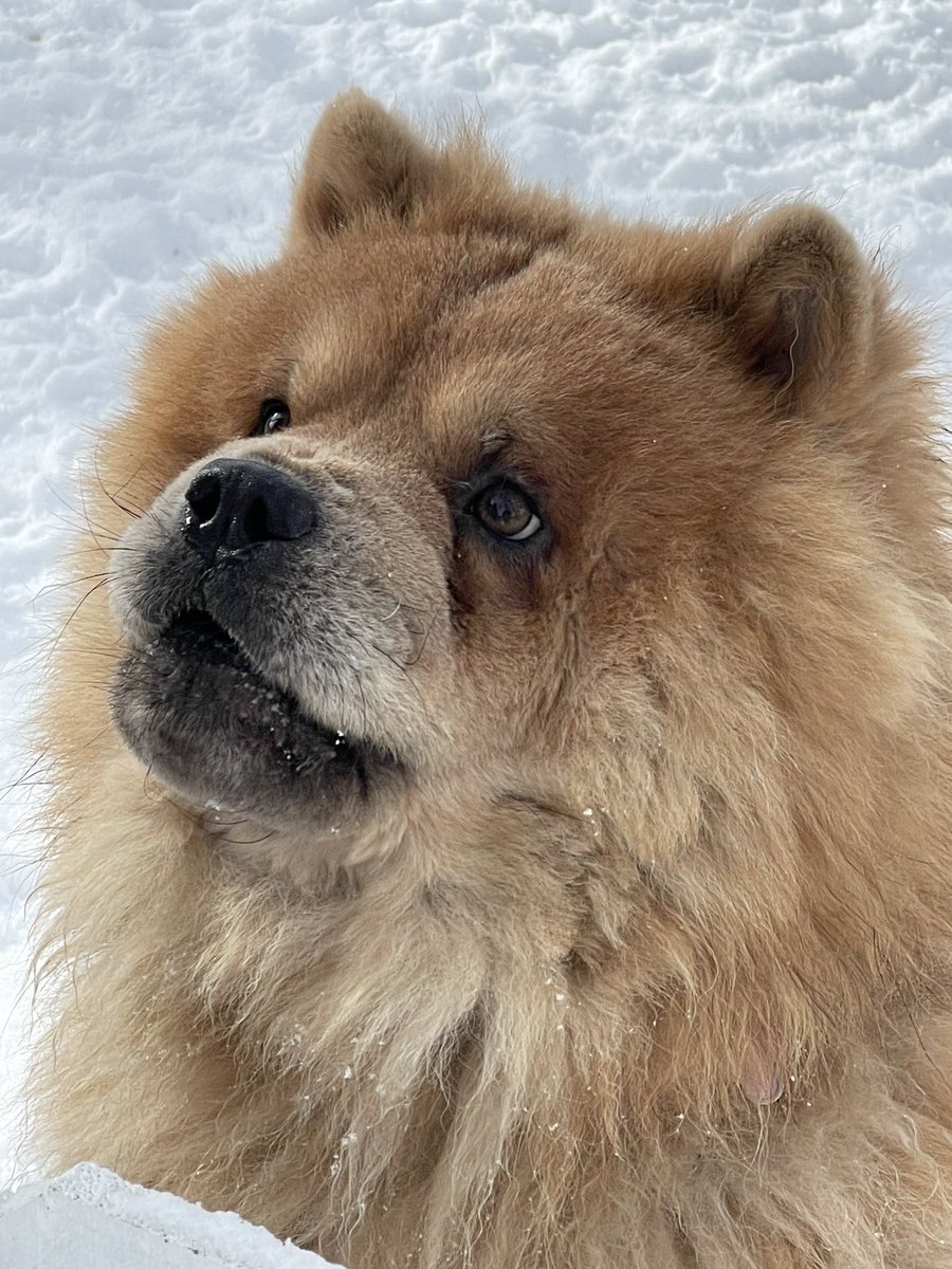 Nicholas Rosen | The World Overload tweet media