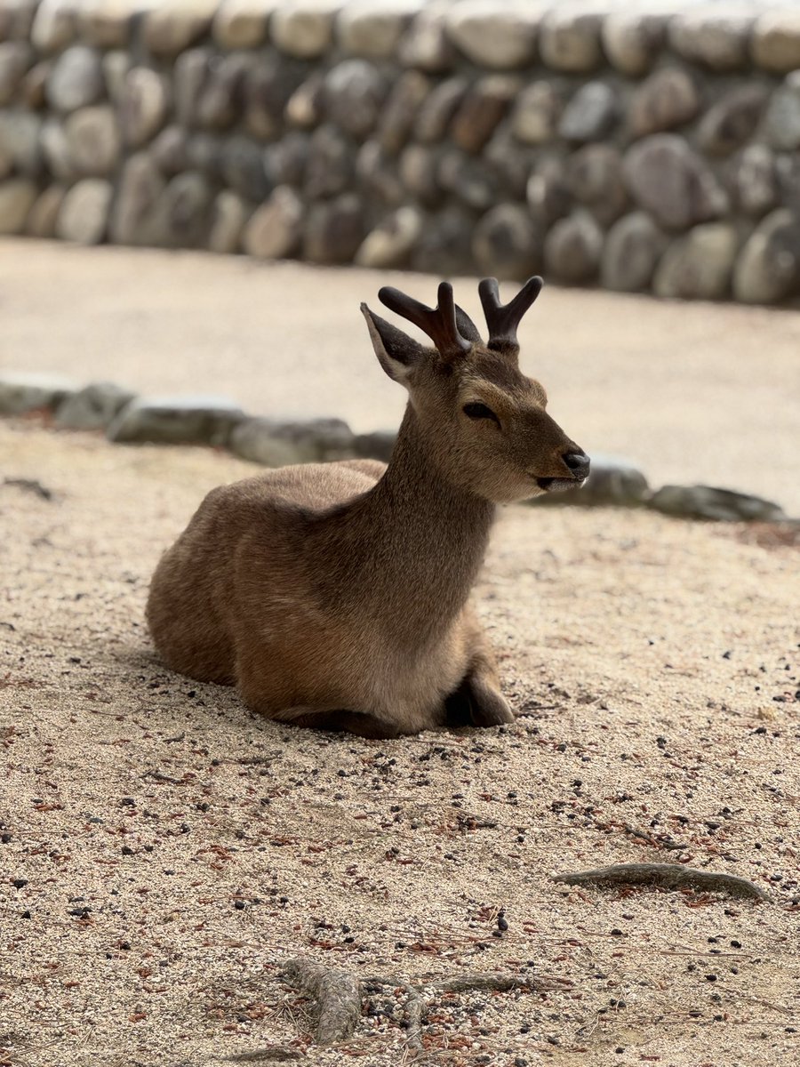 Nicholas Rosen | The World Overload tweet media