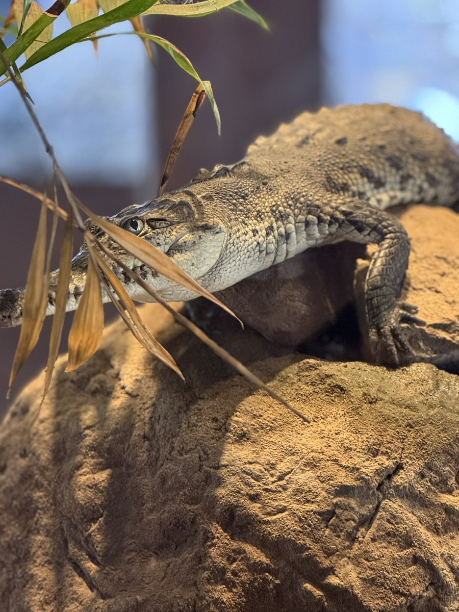 Nicholas Rosen | The World Overload tweet media