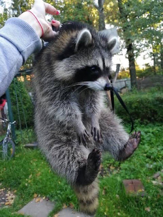 Why you should have a Raccoon tweet media