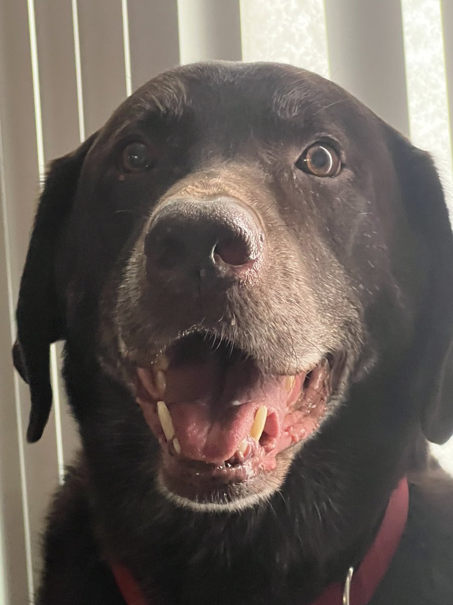 Scott Rizzo tweet media