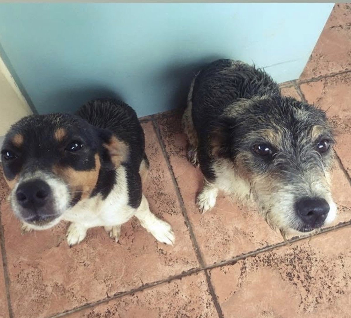 millypod1's tweet photo. π24 MAR 2026 #Lost Teleia & Theta #ScanMe
2 Jack Russell Terriers Females
Hincombe Hill #Batcombe Nr #Bruton #BA4
#SheptonMallet #Somerset
Missing off rural homestead. Last seen shortly after lost 10am Tuesday near milk station on the lane together.
https://t.co/wuNnLldXmz https://t.co/G5DGo8gM5K