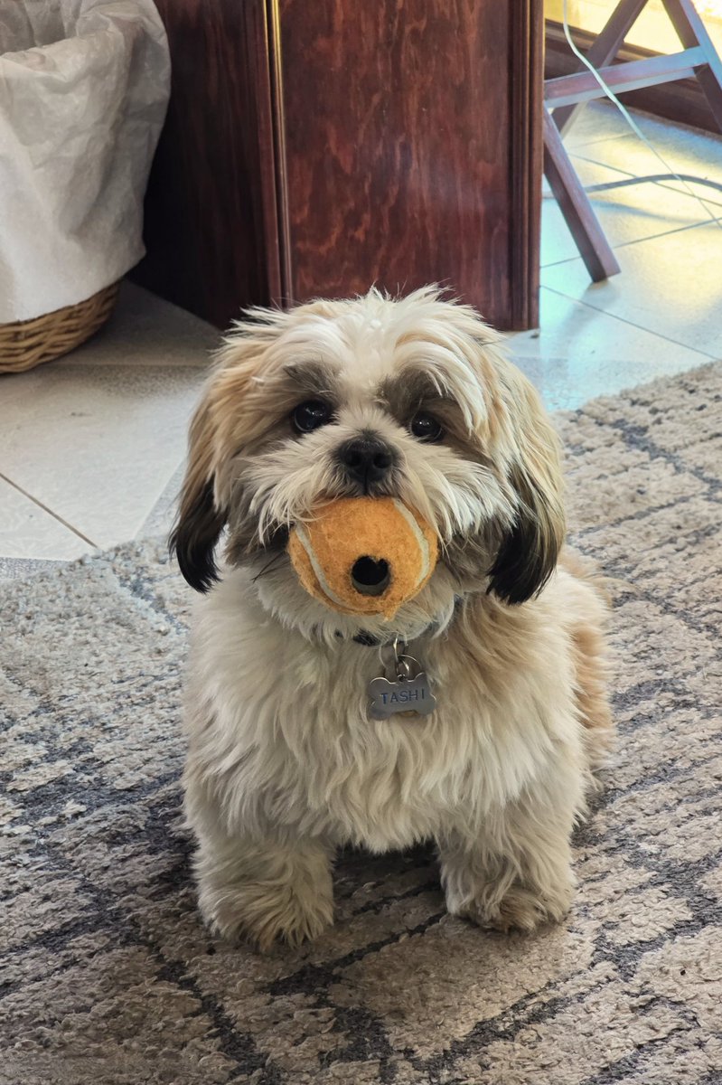 Alexstrada29's tweet photo. Oh how I love this little fella. 🤓🖤 https://t.co/XFrTFwFws0