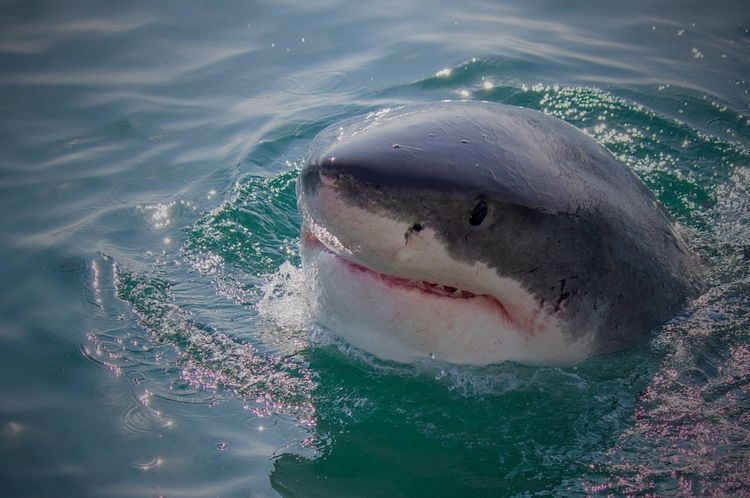 Sharky (Elon's Biggest Hater) tweet media