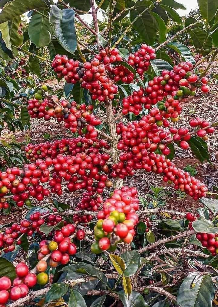 يعتبر البن اليمني من أشهر واجود أنواع البن في العالم حيث اشتهر قديما باسم موكا.
سبب تسمية بن «الموكا»؟
يعتبر ميناء المخاء أول ميناء قام بتصدير البُن اليمني للعالم، وقد اشتق اسم موكا من كلمة مخاء، وأصبحت موكا هي كلمة عالمية تطلق على أجود أنواع البن،وهو البُن اليمني.