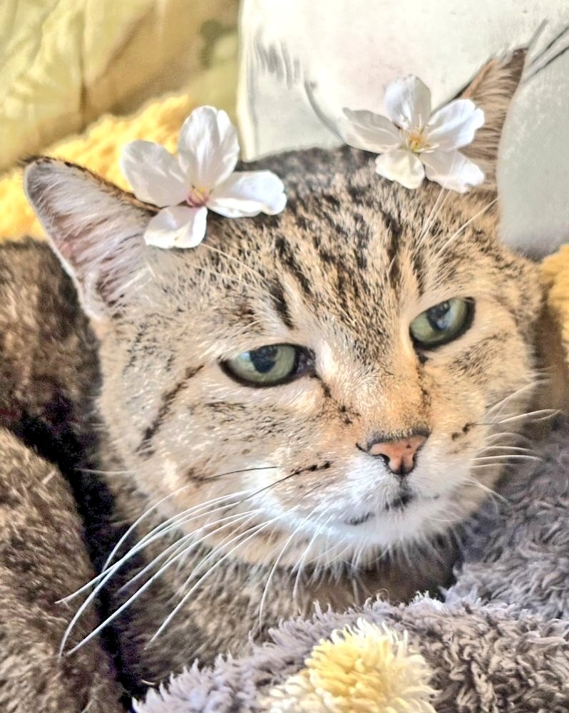 あいさんの旦那 tweet media