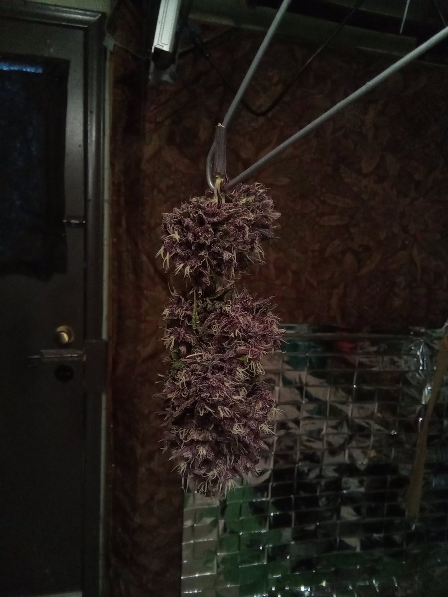 Mr B. 🇨🇦🌱🌿4:20 tweet media